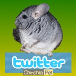 Follow ChinchilaPet on Twitter